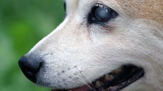 Algunas razas de perros son más susceptibles a problemas de visión