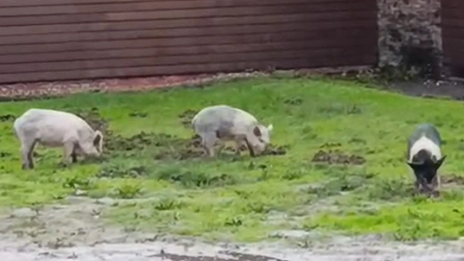 Cerdos sueltos en Lugo