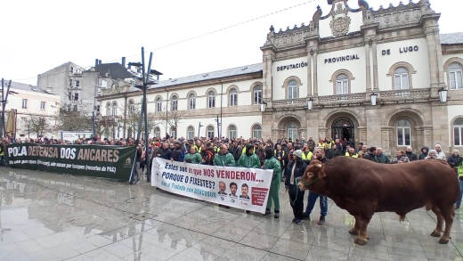 Buey ante la Diputación