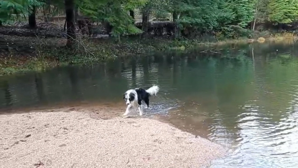Floki dándose un chapuzón