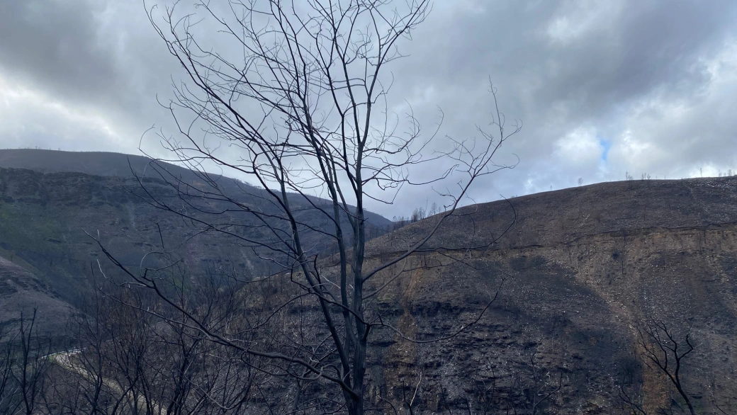 Imágenes desde una de las zonas cero del fuego en Galicia, seis meses después