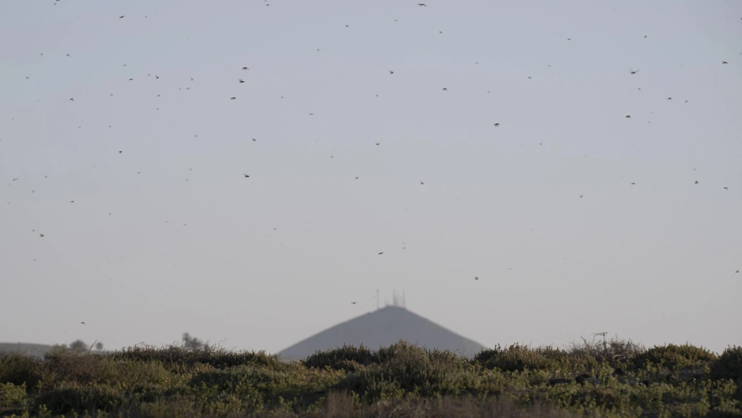 Plaga de Langostas en Lanzarote