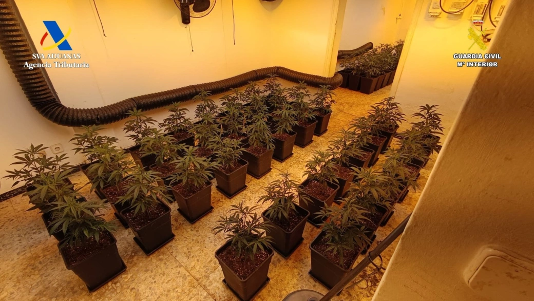 Dos detenidos en Osuna por cultivar marihuana