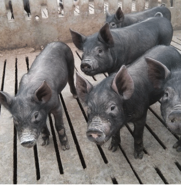 Lechones de cerdo chato murciano en una imagen de archivo