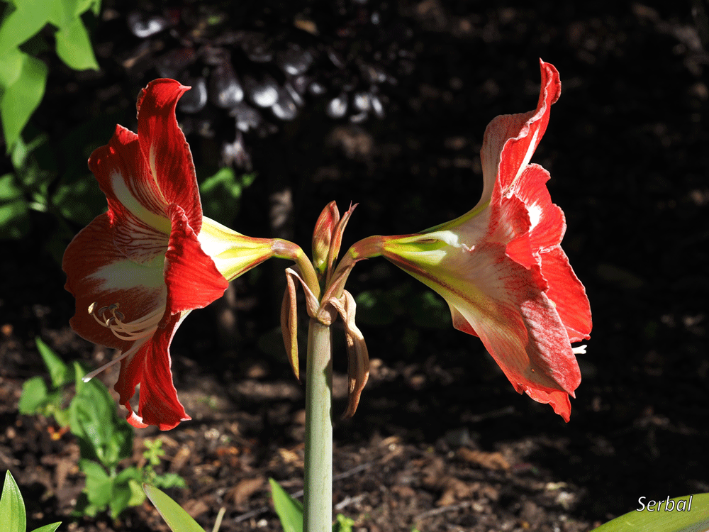 Hippeastrum, conocida como 'Suegra y Nuera'