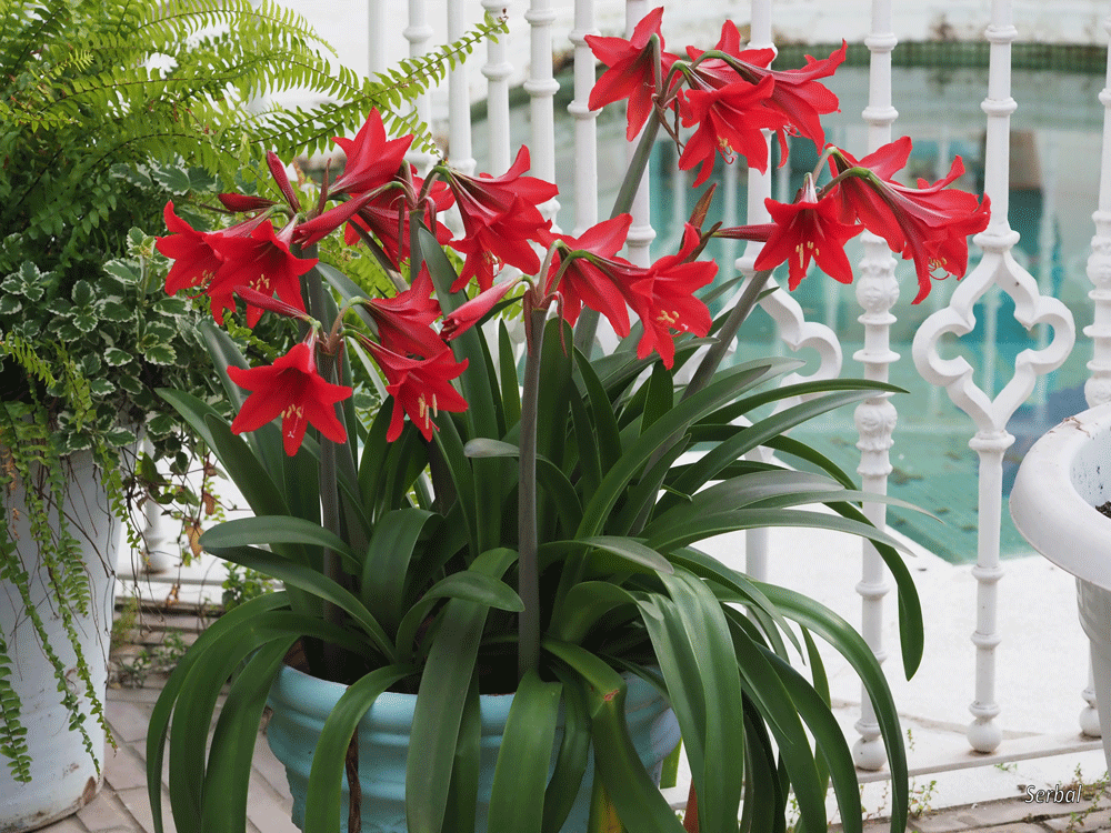 Planta Suegra y Nuera